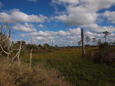 [This view has more upright tree trunks devoid of branches or greenery amid the grasses.]